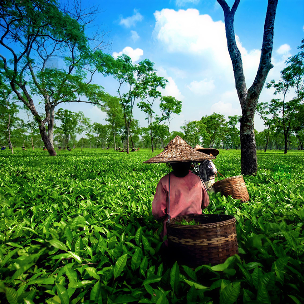 North East India: Brahmaputra & Beyond