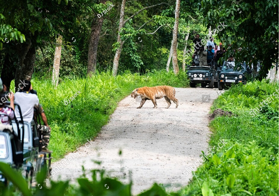 Kaziranga _ Rhinos, Rituals, and River Songs