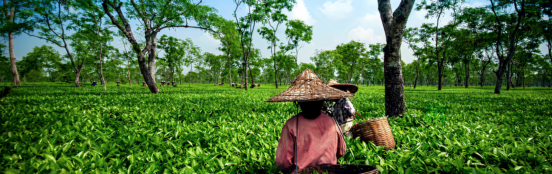 North East India: Brahmaputra & Beyond