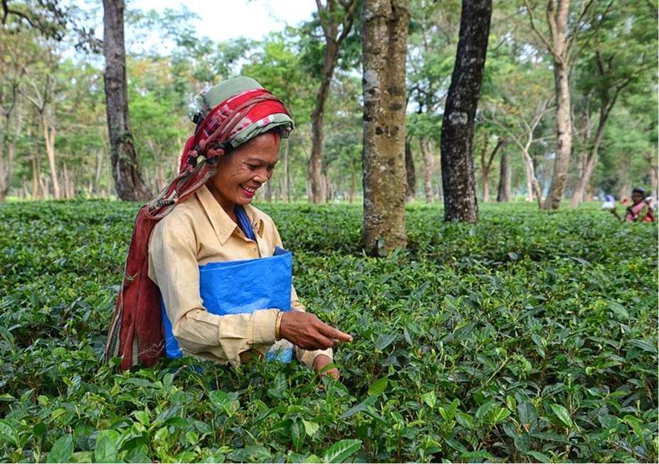 To Jorhat _ Into the Tea Heartland